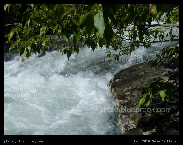 Creek under Tree - Kootenai Creek, Stevensville MT