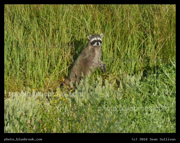 Wet Feet - Corvallis MT