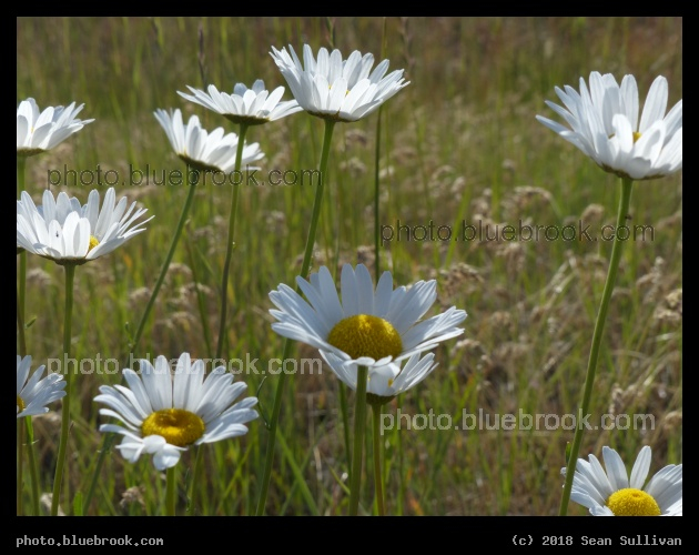 Roadside Daisies - Stevensville MT