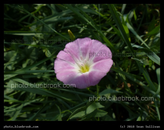 Pink Flower at the Solarium - On the grounds of the Solarium International Hostel, Fort Collins CO