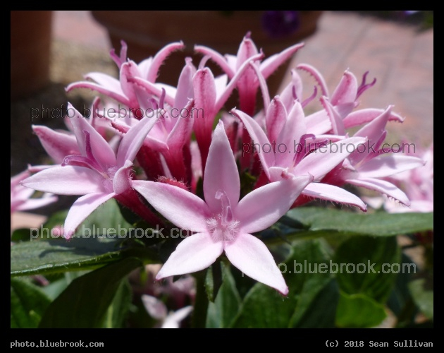 Appleblossom Pentas - Annual Trial Flower Garden, Fort Collins CO