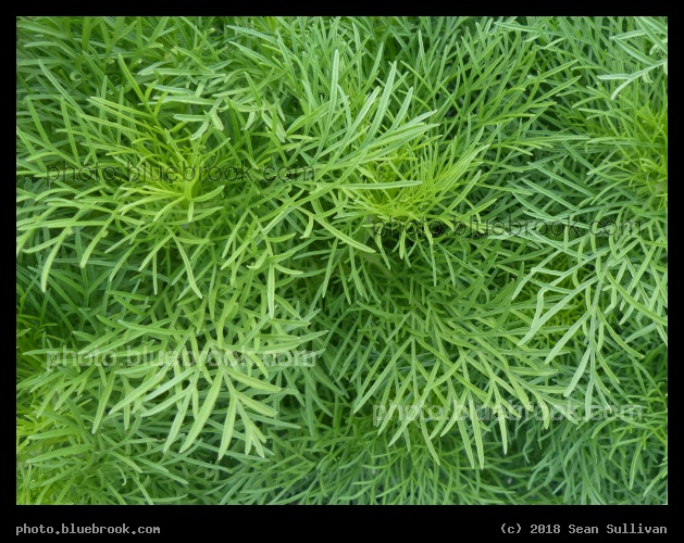 Cosmos Greenery - Annual Trial Flower Garden, Fort Collins CO