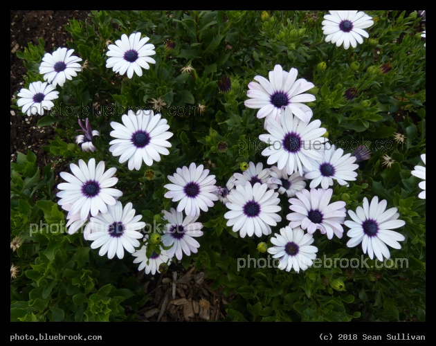 Sunny Felix - Daises at the Annual Trial Flower Garden, Fort Collins CO