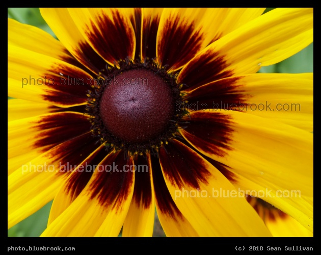 Flower Center - Annual Trial Flower Garden, Fort Collins CO