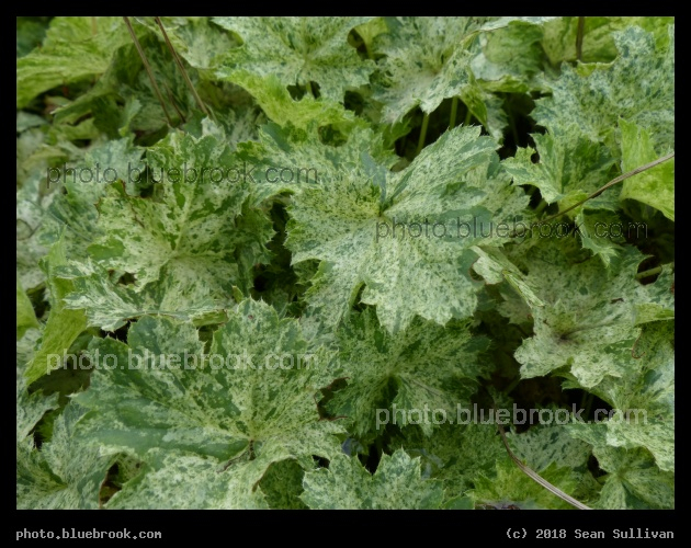 Snow Angel Coral Bells - Annual Trial Flower Garden, Fort Collins CO