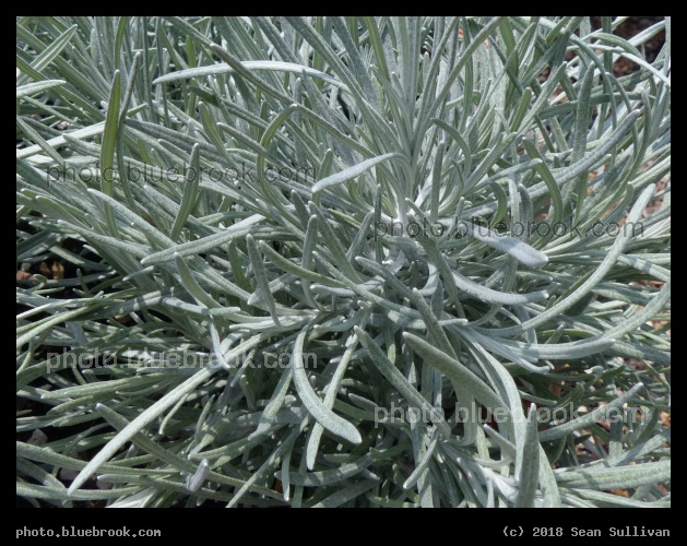 Shrubby Everlasting - Annual Trial Flower Garden, Fort Collins CO
