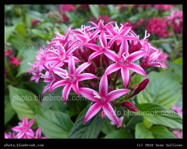 Bicolor Rose Pentas - Annual Trial Flower Garden, Fort Collins CO