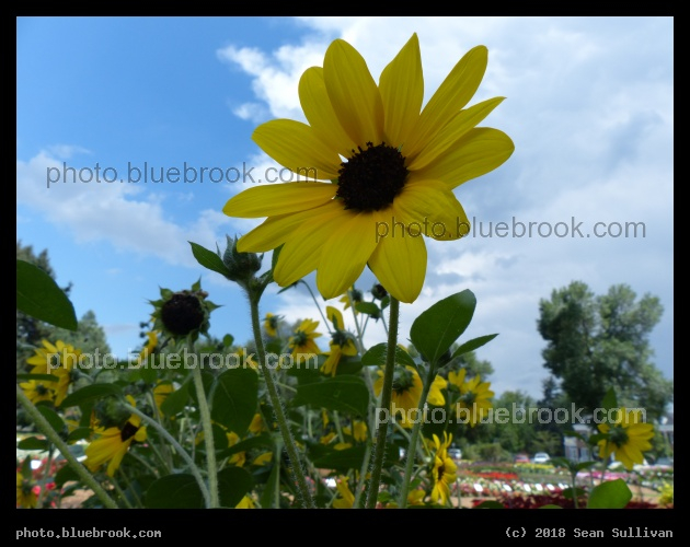 Sunflower at the Trial Garden - Annual Trial Flower Garden, Fort Collins CO