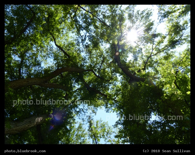 Oval Canopy - At the Oval, Colorado State University, Fort Collins CO