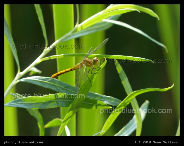 Cheyenne Dragonfly - Cheyenne Botanic Gardens, Cheyenne WY