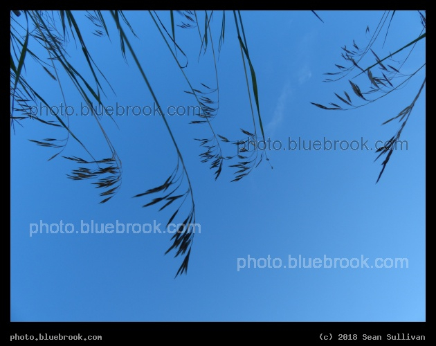 Looking Up at Grass - From a concrete slope off Sping Creek Trail, Fort Collins CO