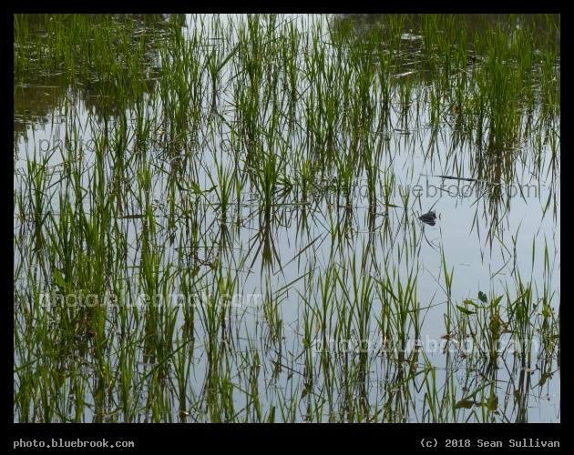Botanical Pond - Cheyenne Botanic Gardens, Cheyenne WY