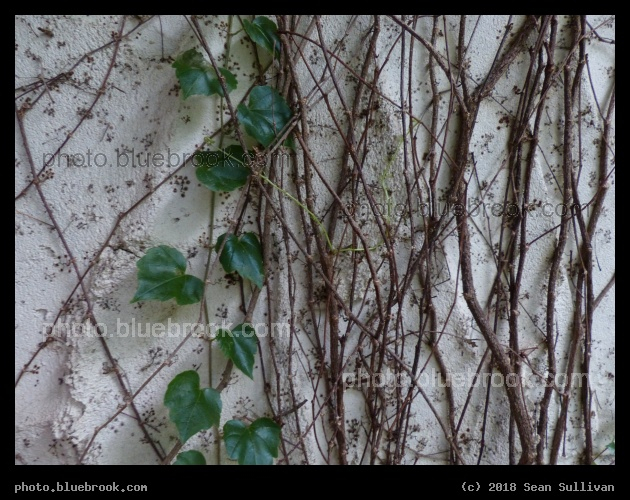 Solarium Wall - Solarium International Hostel, Fort Collins CO