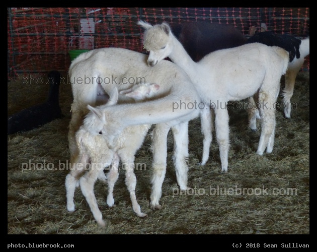 Family Photo - Corvallis MT