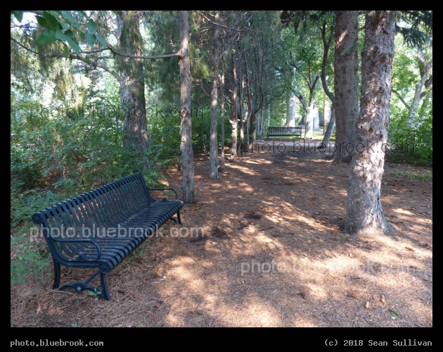 Trees in the Garden - Cheyenne Botanic Gardens, Cheyenne WY