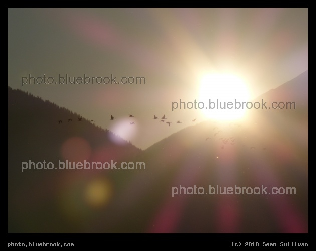Geese Flying into the Sun - Lee Metcalf National Wildlife Refuge, Stevensville MT