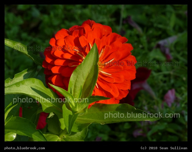 Bashful Blushing Beauty - Cheyenne Botanic Gardens, Cheyenne WY