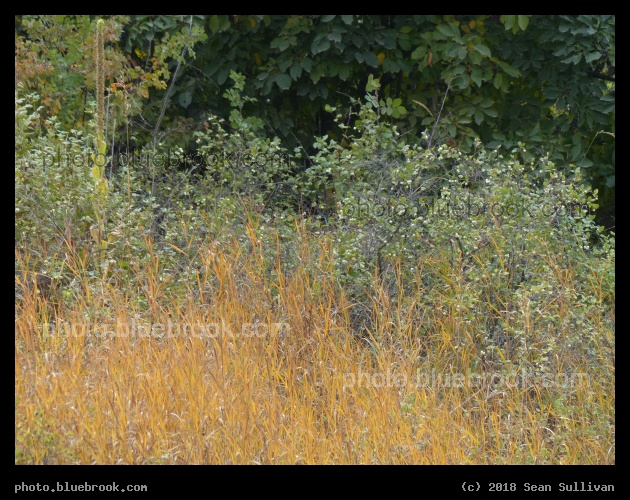Layers of Leaves - Alberton MT
