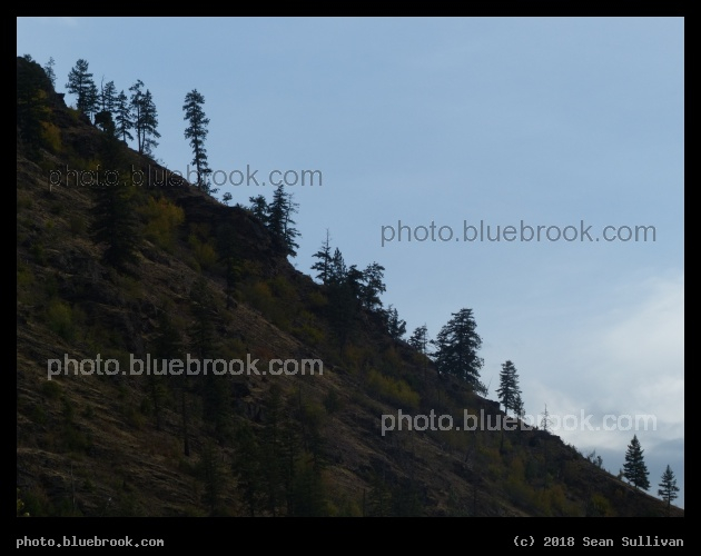 Diagonal Line with Trees - Alberton MT