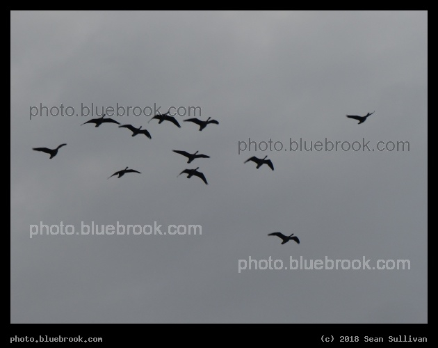 Eleven Geese - Missoula MT