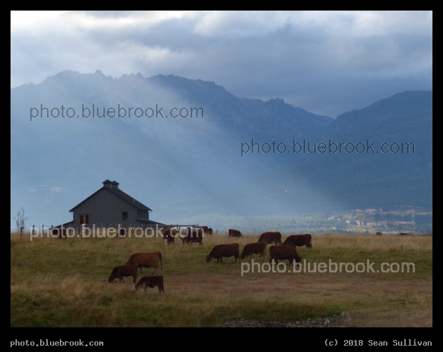 Sunbeam beyond the Cows - Corvallis MT