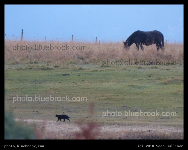 Cat and Horse - Corvallis MT