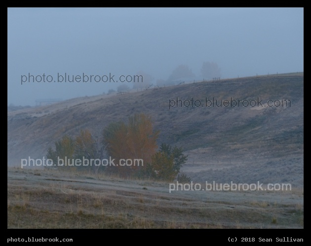 Trees across Mist and Valley - Corvallis MT