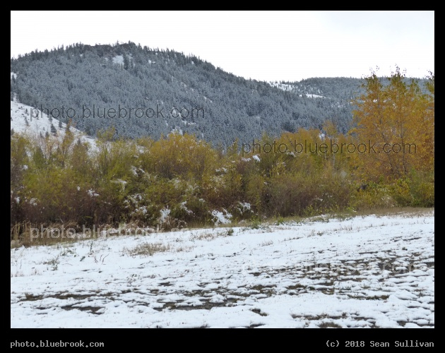 Band of Yellow Trees in the Snow - Bearmouth Rest Area, I-90 westbound, Montana