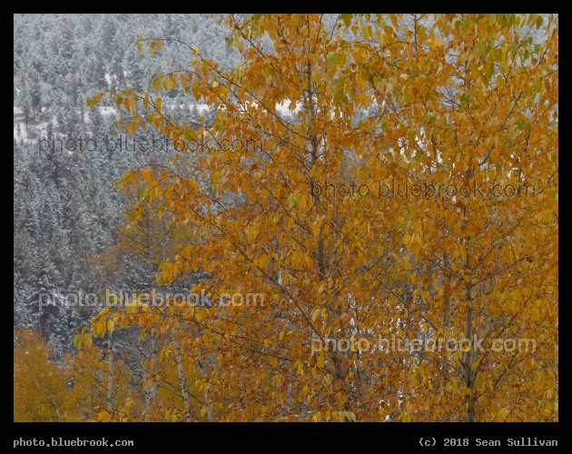 Transition of Autumn to Winter - Bearmouth Rest Area, I-90 westbound, Montana