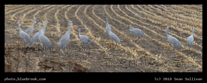 Rows in the Field - Corvallis MT