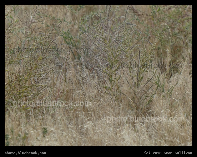 Seeded Plants - Corvallis MT