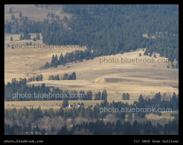 Green and Gold - Near Victor MT