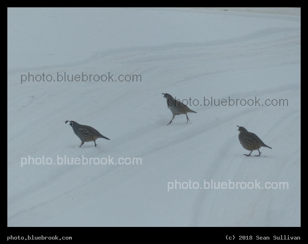 Why did the Quail cross the Road? - Corvallis MT
