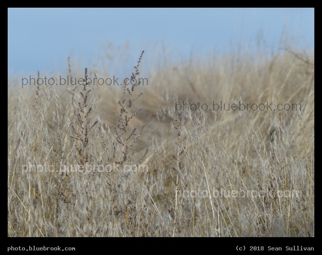 Golden Fall Grasses - Corvallis MT