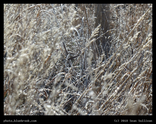 Through the Winter Veil - Corvallis MT