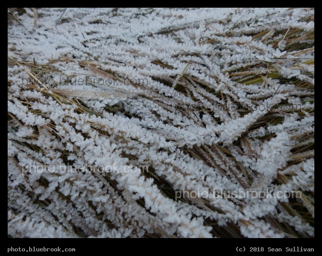 Hoarfrost Garden - Corvallis MT