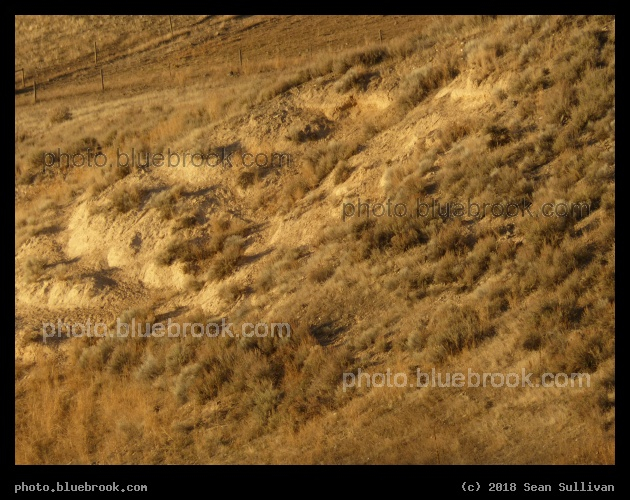 Evening Yellow Light - Corvallis MT