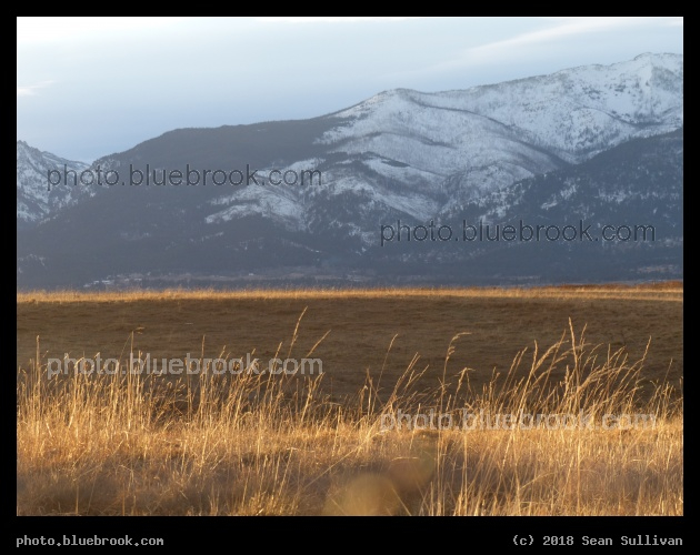 Sun Highlighted Grasses in December - Corvallis MT