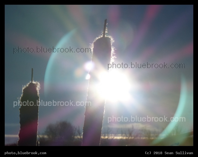 Cattails in the Sun - Corvallis MT