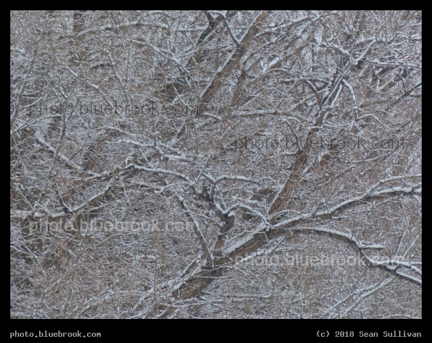 Tree Tangle - Corvallis MT