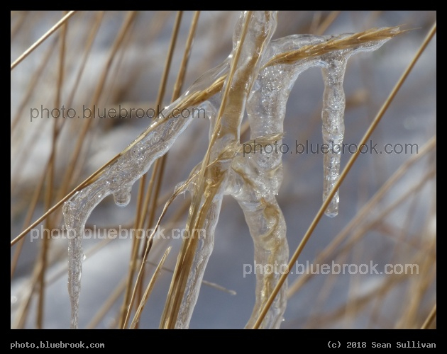 Encased in Ice - Corvallis MT