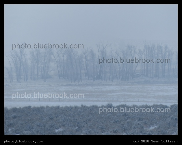 Foggy Day in Late December - Corvallis MT