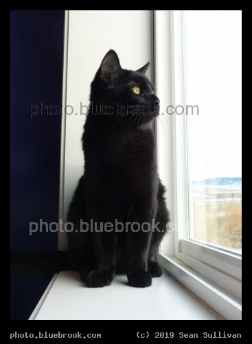 Nunki Looking Out the Window - Corvallis MT