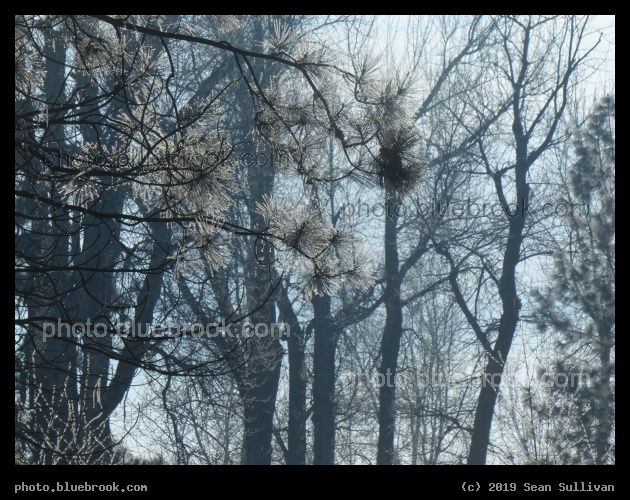 Layers of Trees in January - Poker Joe, Florence MT