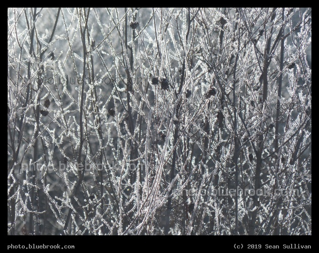 Through Hoarfrost Coated Plants - Poker Joe, Florence MT