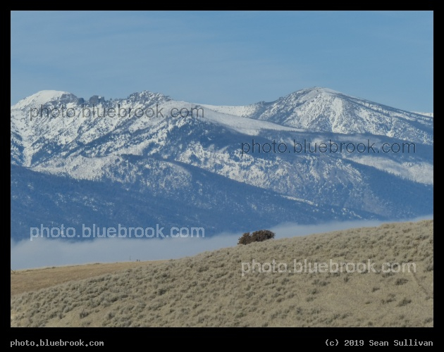 Tree over the Hill - Corvallis MT