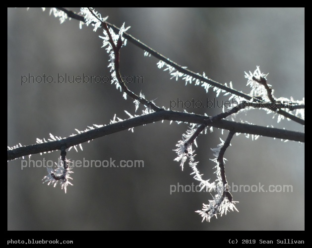 Lacy Fringe - Poker Joe, Florence MT