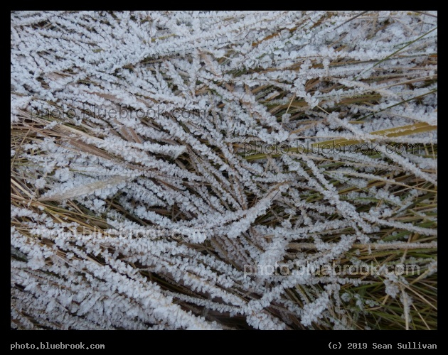 Hoarfrost Garden II - Corvallis MT