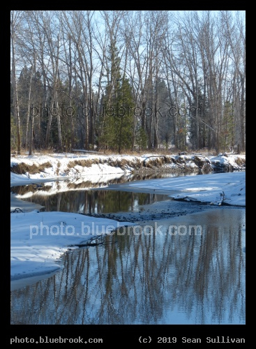 Reflections of Winter Trees - Chief Looking Glass, Florence MT