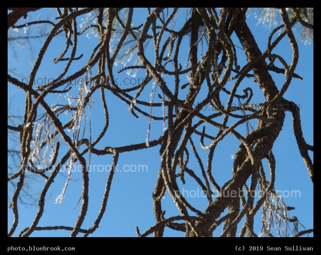 Tangled - Poker Joe, Florence MT